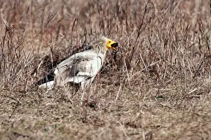 Neophron: Egyptian Vulture - standing on ground - swallowing carrion