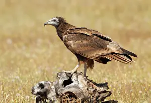 Neophron: Egyptian Vulture - young perched on a log