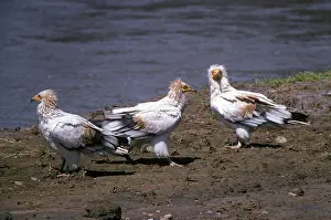 Neophron: Egyptian Vultures