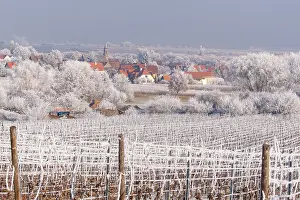 Sylvain Cordier: Eichhoffen a frosty vineyard