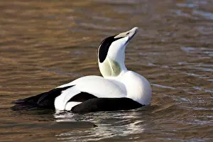 David Kilbey: Eider - adult male calling