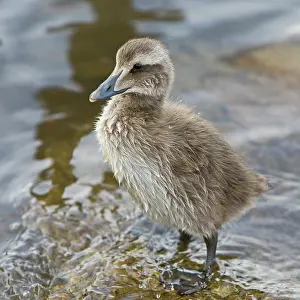 Mollissima: Eider chick in a pond in Reykjavik, Iceland