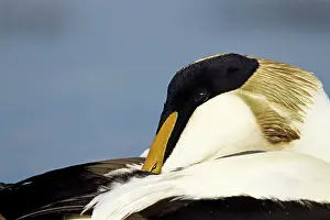 Eider - close up side view of male resting - March