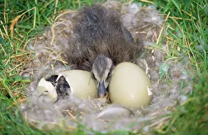 Eiders: Eider DUCK - duckling in nest with eggs X2