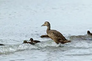 Uist: Eider Duck - with ducklings