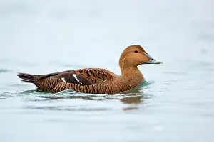 Eiders: Eider Duck - female