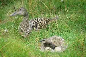Eiders: Eider Duck - female beside duckling in down nest with eggs