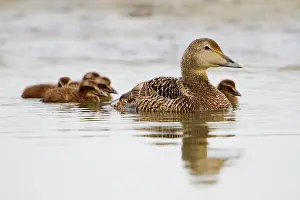 Eiders: Eider Duck - female with ducklings