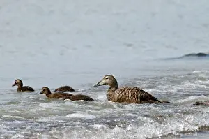 Uist: Eider Duck - female with ducklings - in surf