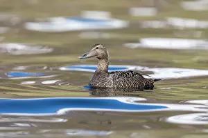 Eider: Eider Duck - Female - UK