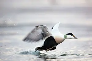 Eiders: Eider Duck - male running on water