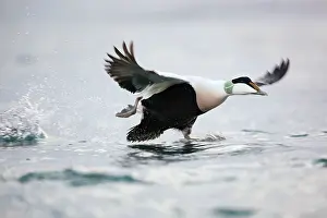 Eiders: Eider Duck - male running on water