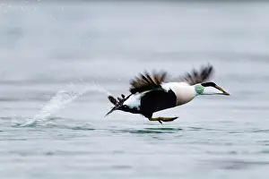 Eiders: Eider Duck - male running on water