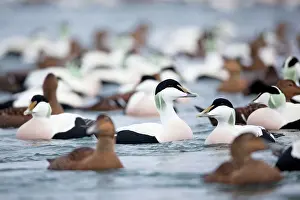Eiders: Eider Ducks - flock
