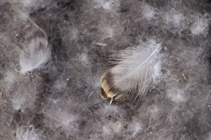 Eider: Eider Down feathers