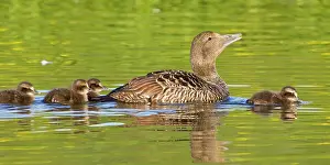 Mollissima: Eider female and chicks swim in pond near