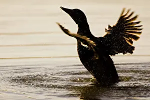 Flaps: Eider female flaps wings near Snaefellsness