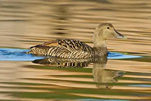 Mollissima: Eider female swims in pond near Snaefellsness