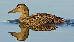 Mollissima: Eider female swims in pond near Snaefellsness