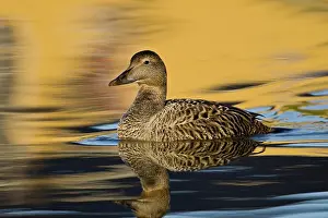 Mollissima: Eider female swims in pond near Snaefellsness