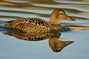Mollissima: Eider female swims in pond near Snaefellsness