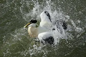 Eiders: Eider - Male bathing in sea