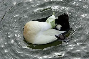 Eiders: Eider - Male water proofing plumge with tail gland