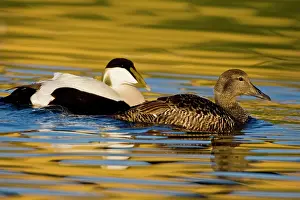 Mollissima: Eider pair swim in pond near Snaefellsness