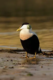 Eiders: Eider standing on shoreline in evening light March