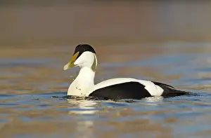 Eiders: Eider - swimming along shoreline in early morning