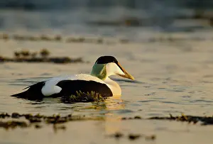 Eiders: Eider - swimming along shoreline in early morning