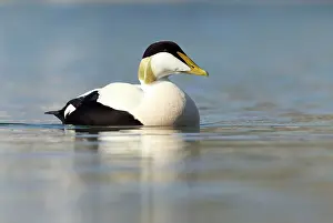 Eiders: Eider - swimming along shoreline in early morning