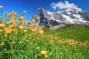 Eiger: Eiger and Mnnch with buttercup, Bernese Oberland