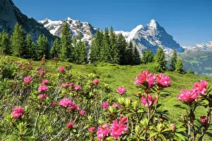 Eiger: Eiger and Mnnch, view Chalberboden, Bern, Switzerland