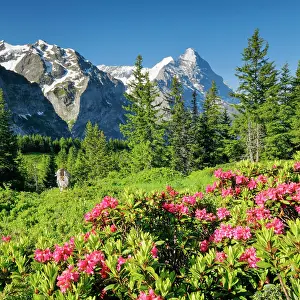 Eiger: Eiger and Mnnch, view Chalberboden, Bern, Switzerland