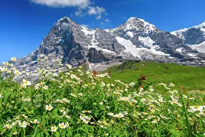 Eiger: Eiger and Mnnch with wolfsbane, Bernese Oberland
