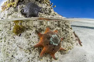 Armed: Eight-armed Cushion Star (Meridiastra calcar), Vivonne