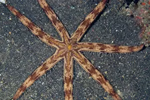 Armed: Eight-armed Sea Star crawling on sand