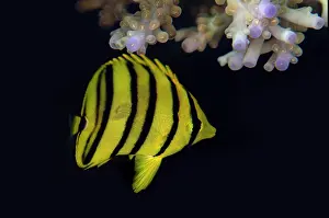 Line: Eight-banded Butterflyfish