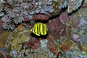 Polyps: Eight-banded Butterflyfish - yellow version - feeds
