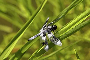 Libellula: Eight-spotted Skimmer