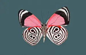 Lepidopteran: Eighty-eight Butterfly