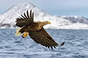 Estuary: Ein fliegender Seeadler hat gerade einen Fisch aus
