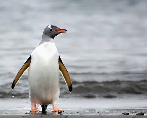 Pinguin: Eine Pinguin-Kolonie in de, schnne Pinguine in der