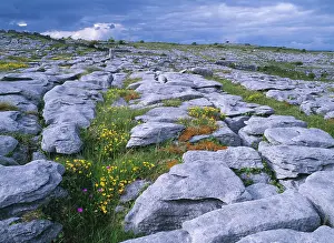 Burren: EIRE - The Burren with Bird's Foot Trefoil