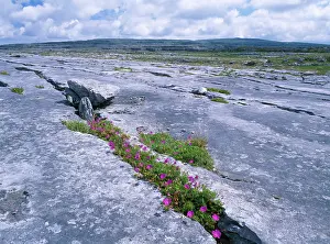 Sanguineum: EIRE - Limestone pavement with Bloody Cranesbill