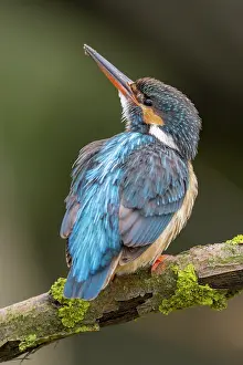 Alcedo: Eisvogel (Alcedo atthis) Weibchen, sitzt auf einem