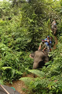 Sumatra: Ekotourism with Elephants in forest Gunung Leuser NP Sumatra