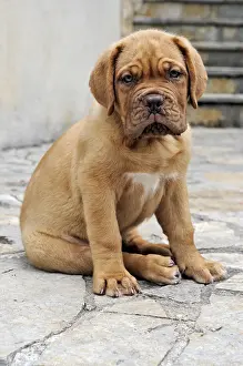 Mastiffs: Ekta Dogue de Bordeaux dog two months Correze France