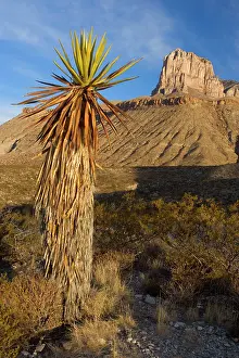Yuccas: El Capitan - El Capitan's limestone promontory